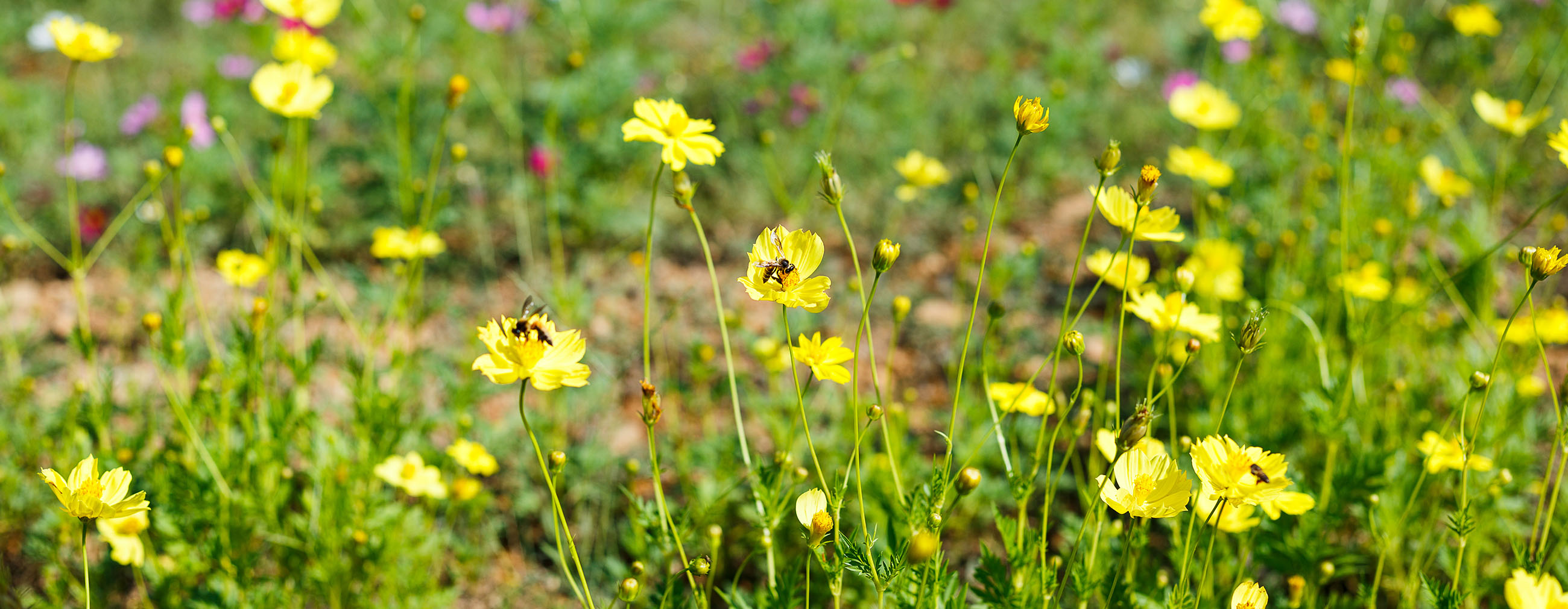 Abeilles qui butinent