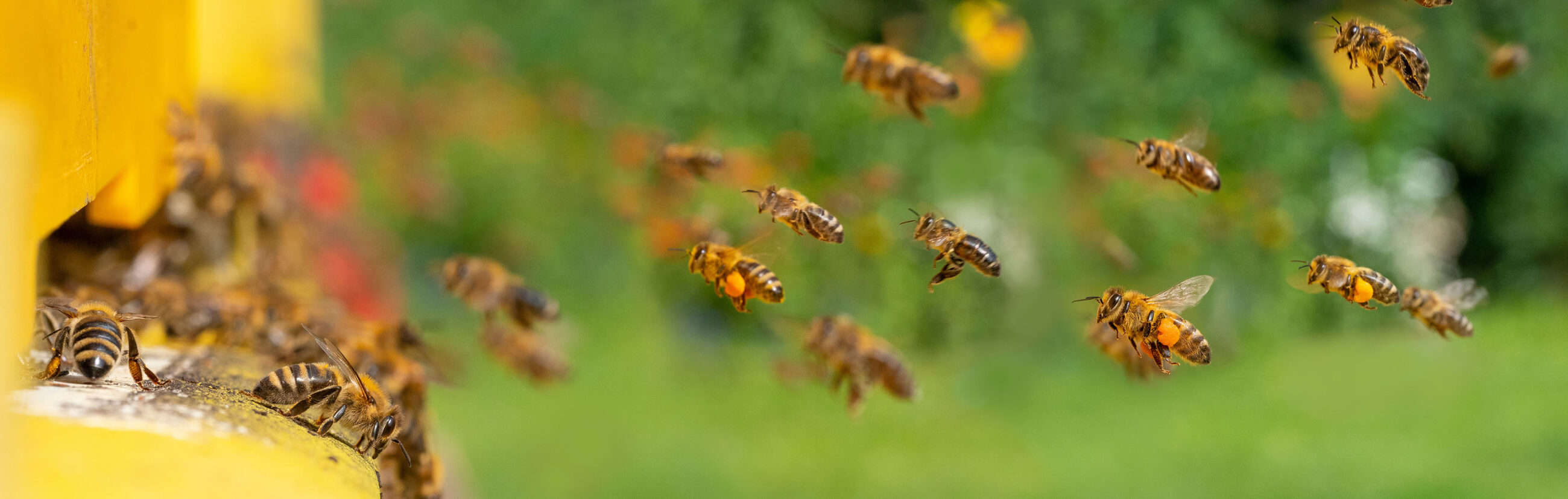 bee hive - bee breeding  close up